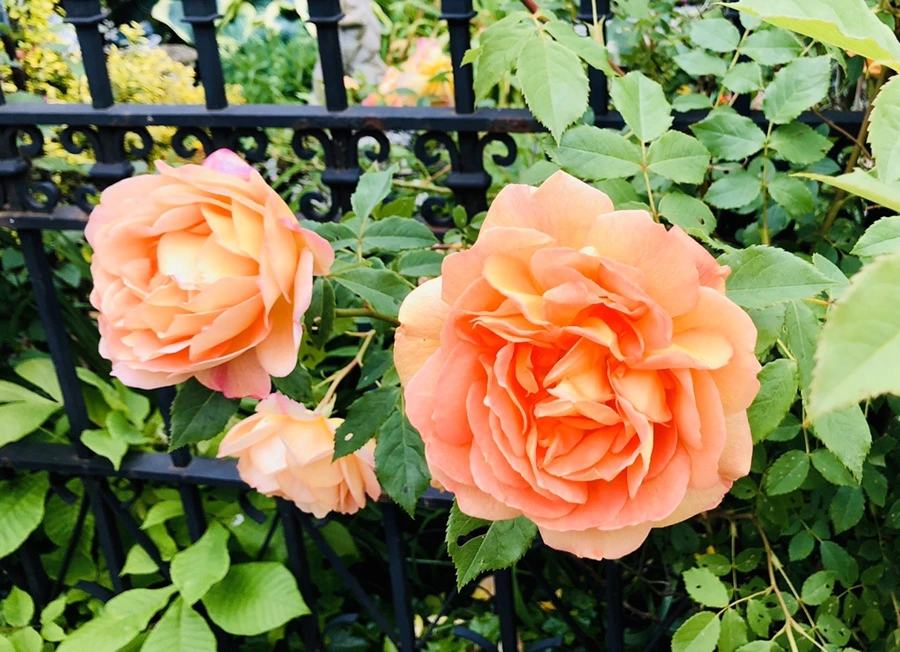 IMG_7563.jpg?type=w966