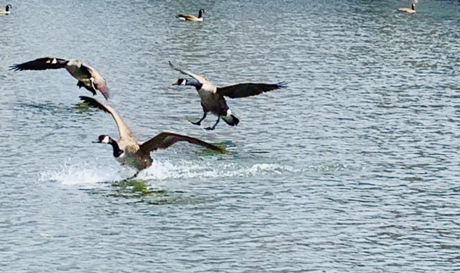 IMG_7335.jpg?type=w966