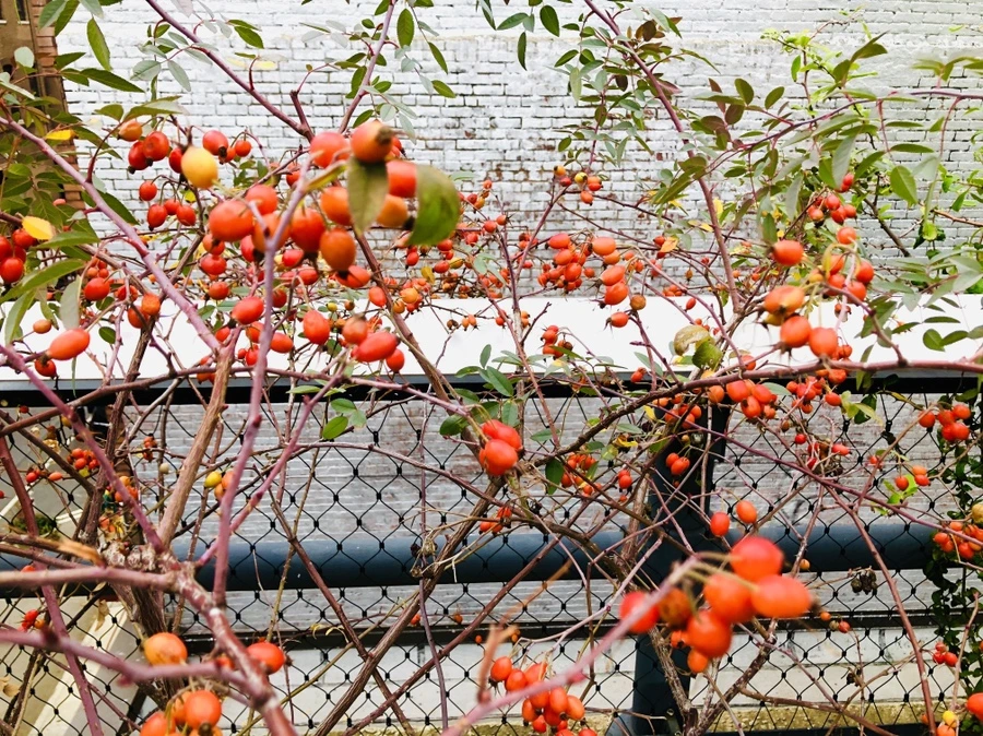 IMG_1272.jpg?type=w966