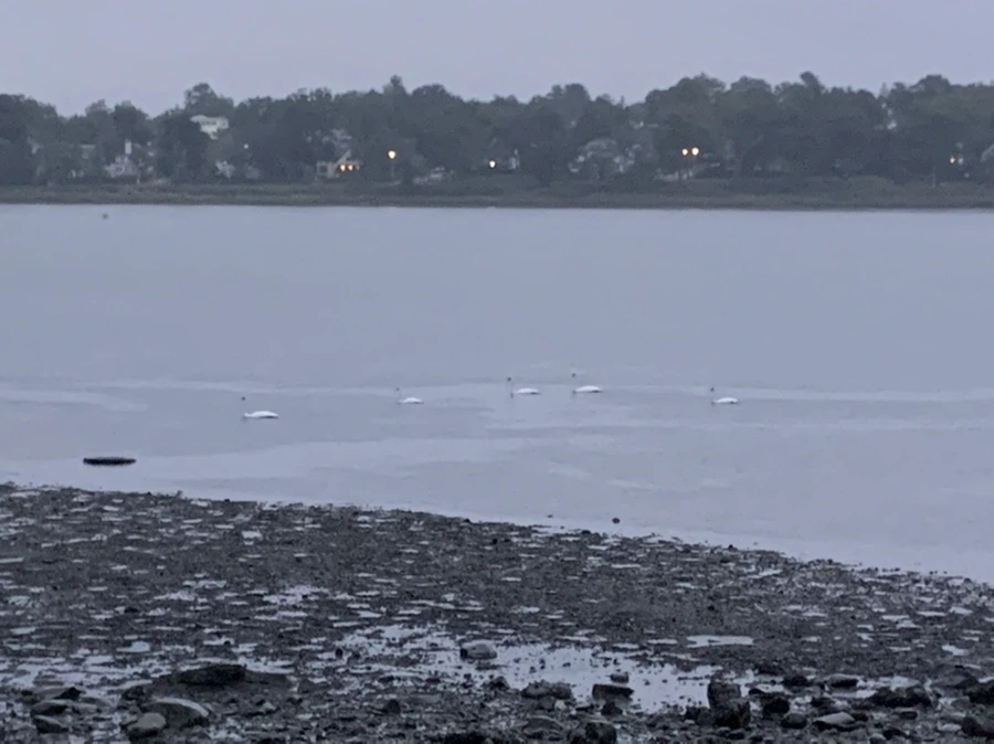 IMG_9265.jpg?type=w966