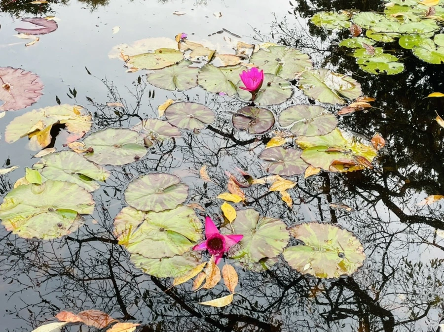 IMG_1275.jpg?type=w966