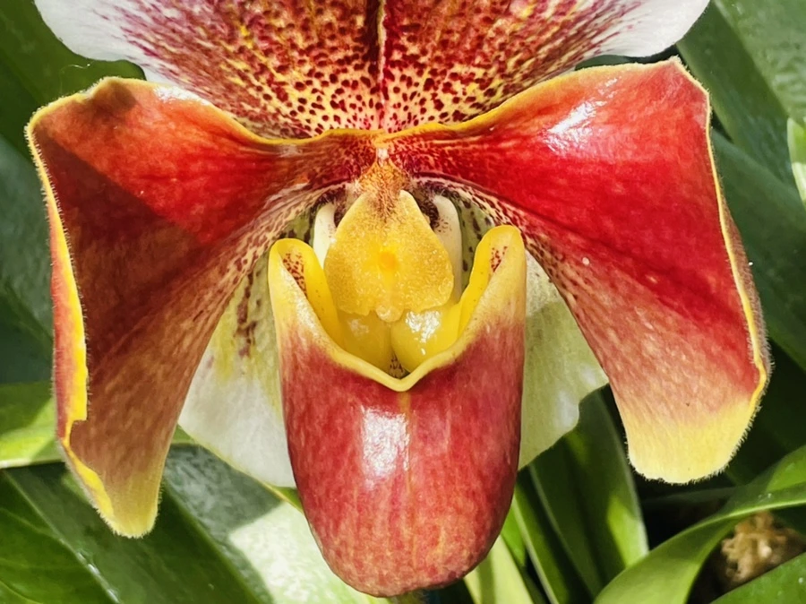 IMG_4471.jpg?type=w966