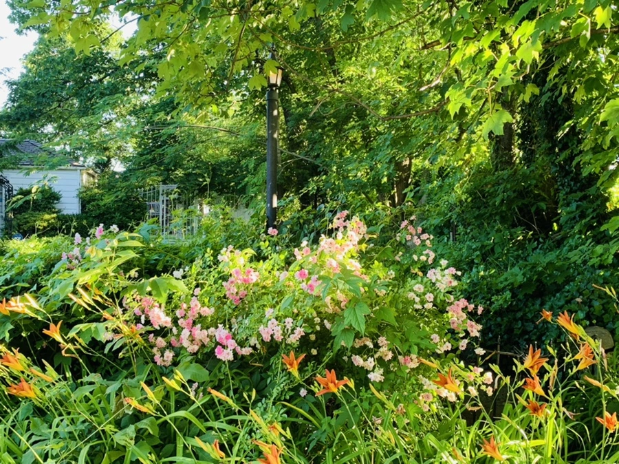 IMG_4849.jpg?type=w966