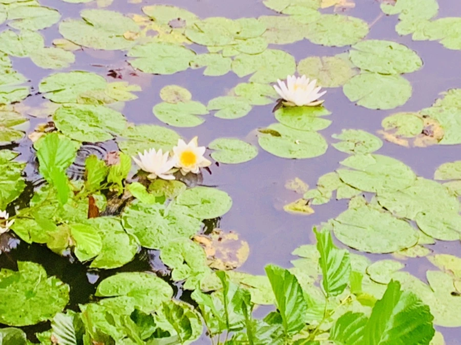 IMG_8343.jpg?type=w966