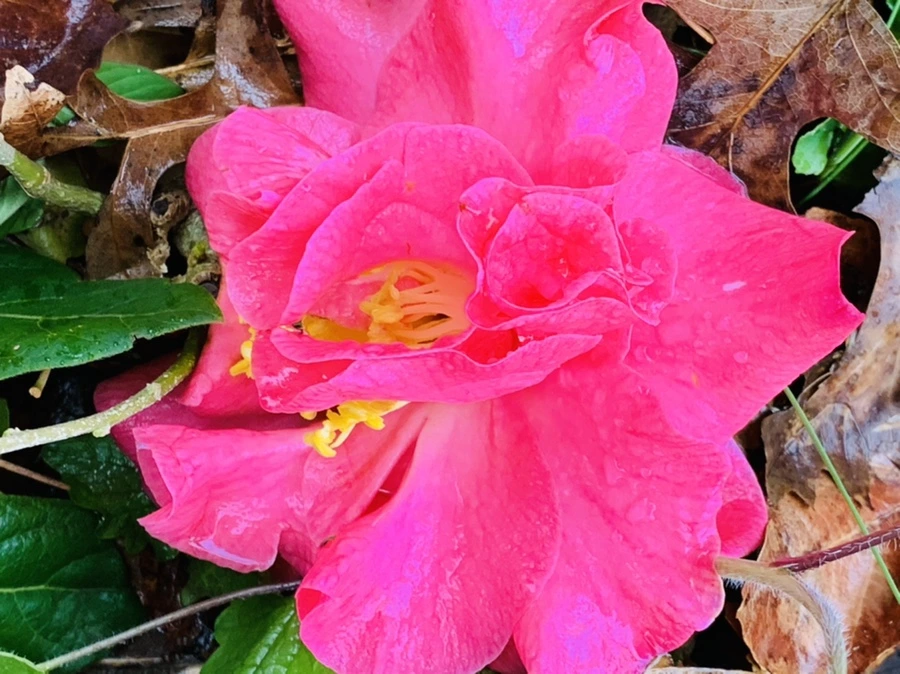 IMG_1365.jpg?type=w966