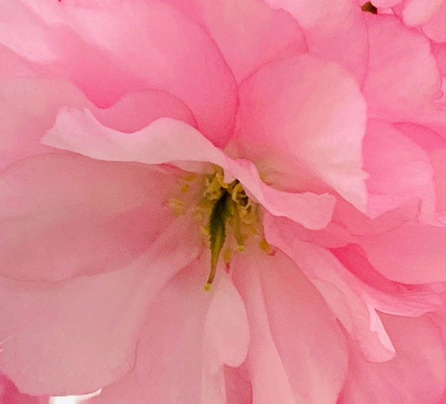 IMG_5501.jpg?type=w966