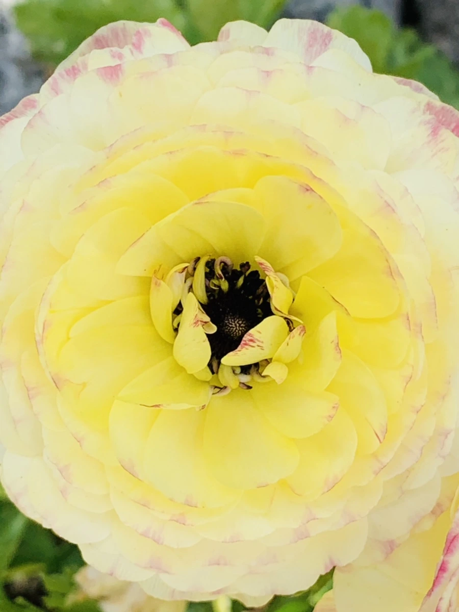 IMG_1055.jpg?type=w966