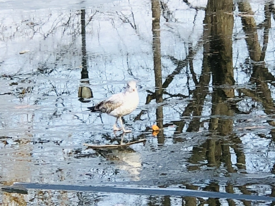 IMG_4689.jpg?type=w966