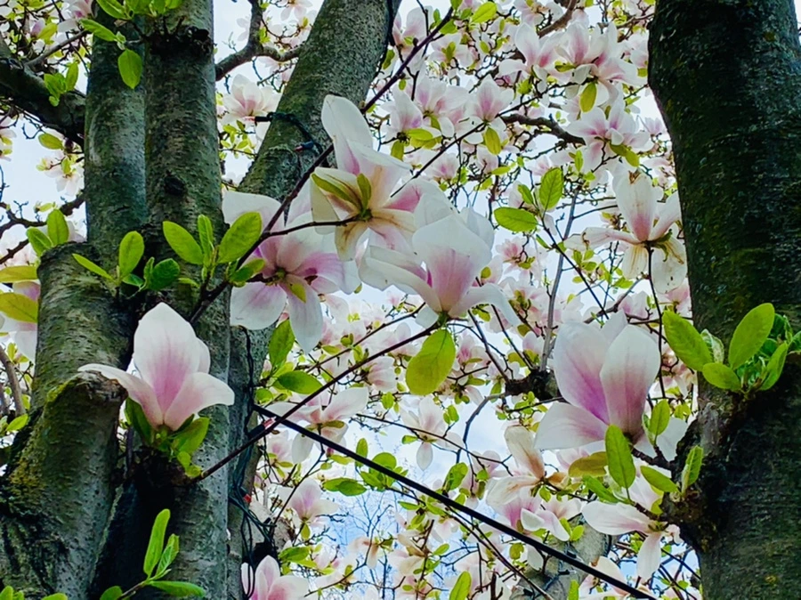 IMG_3899.jpg?type=w966