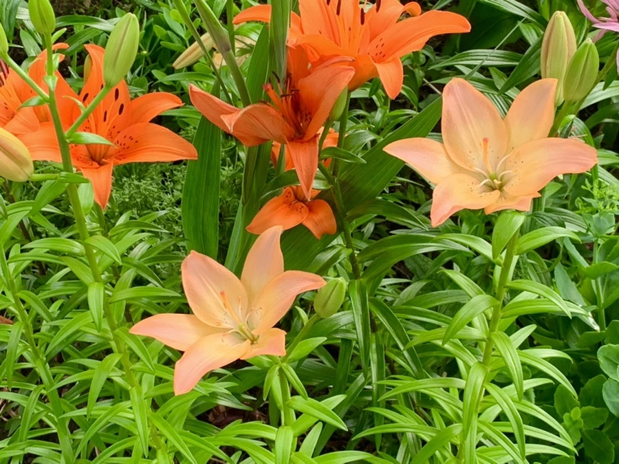 IMG_7278.jpg?type=w966