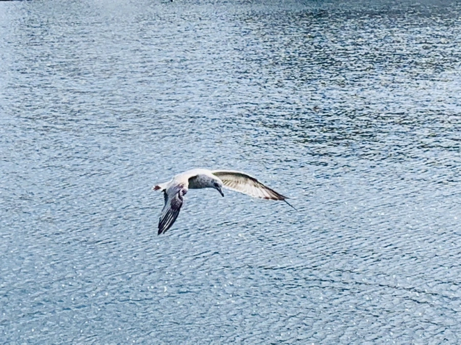 IMG_7273.jpg?type=w966