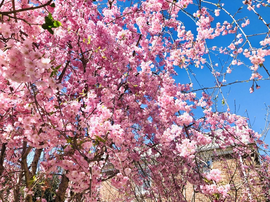 IMG_3051.jpg?type=w966