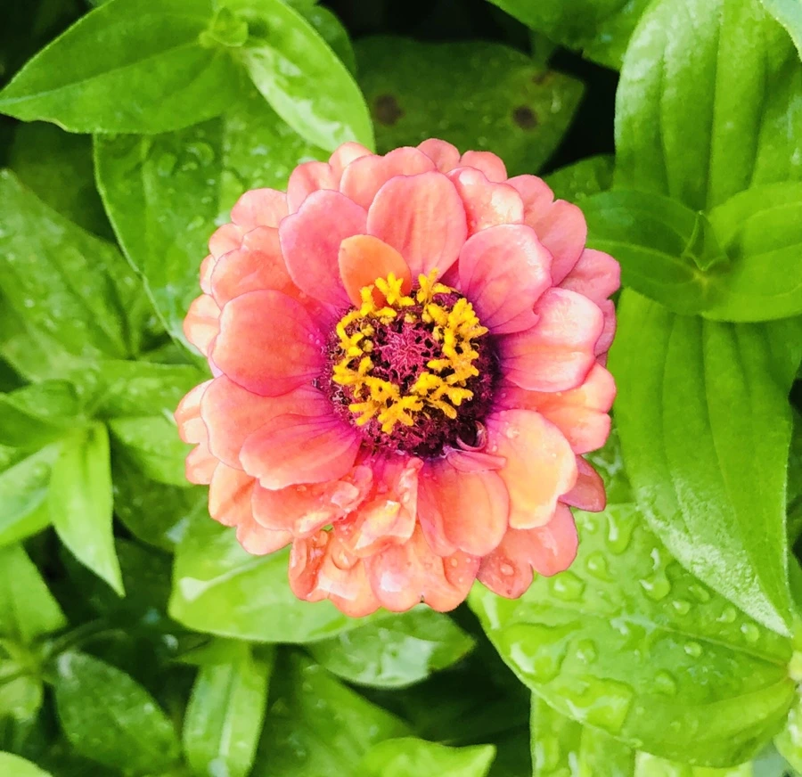 IMG_1608.jpg?type=w966