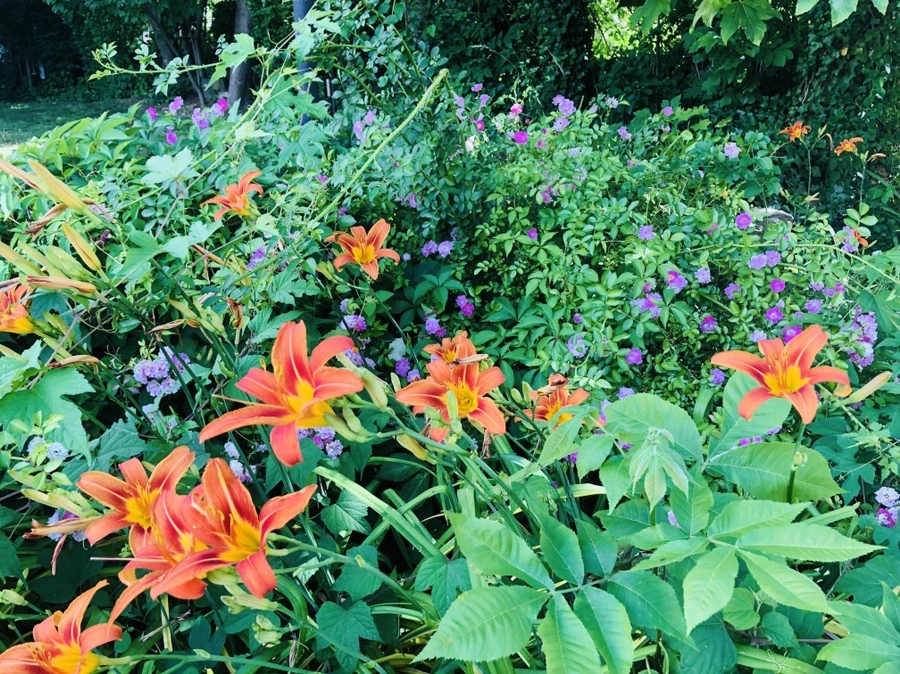 IMG_0003.jpg?type=w966