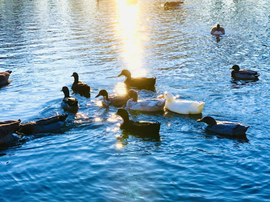 IMG_5955.jpg?type=w966