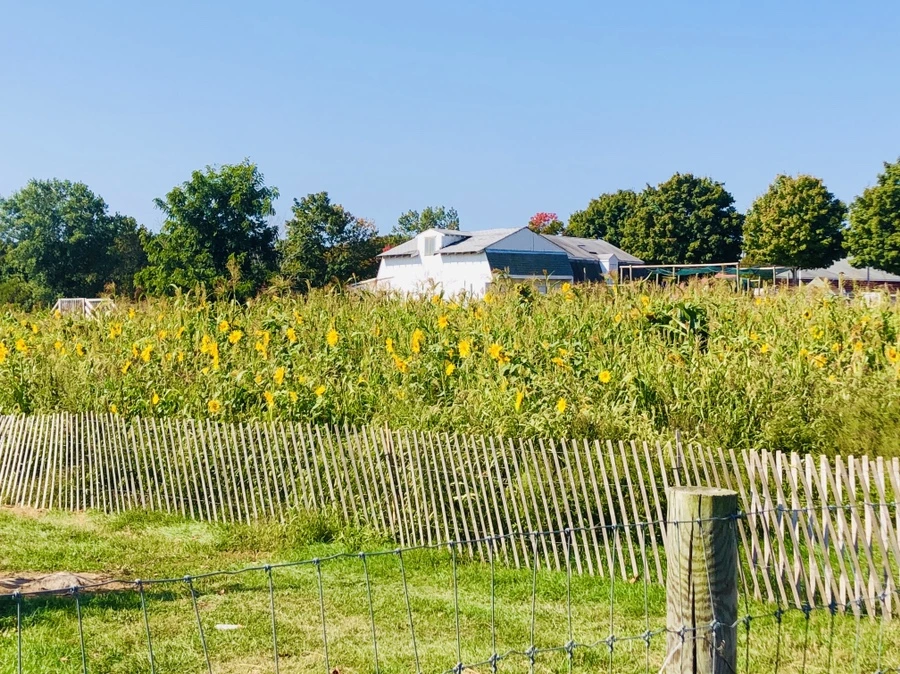 IMG_0702.jpg?type=w966