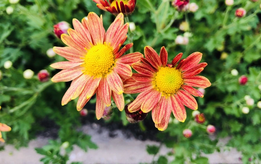 IMG_1825.jpg?type=w966