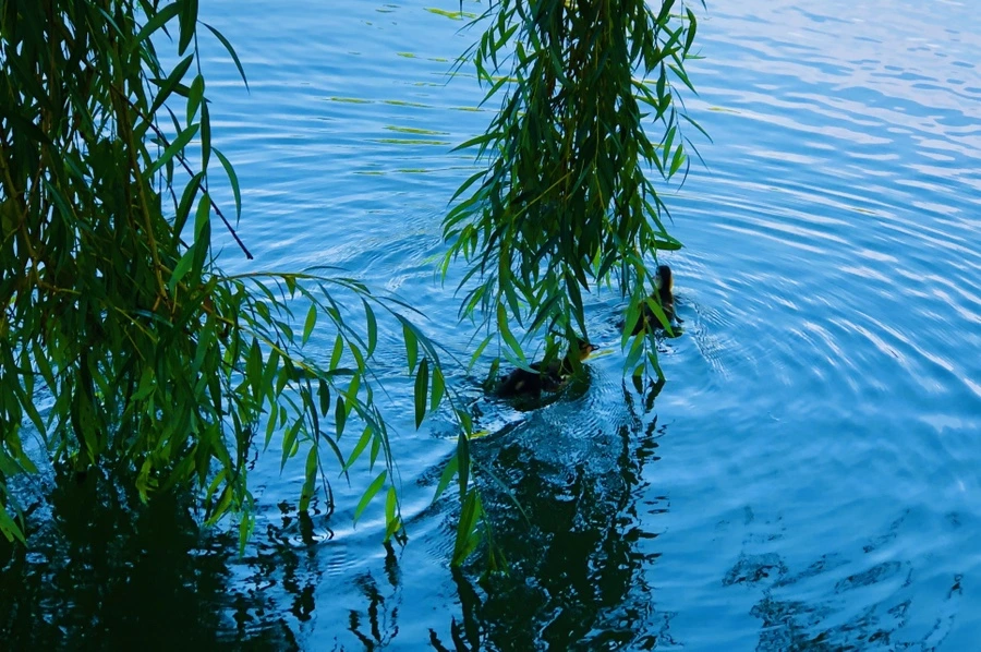 IMG_2513.jpg?type=w966