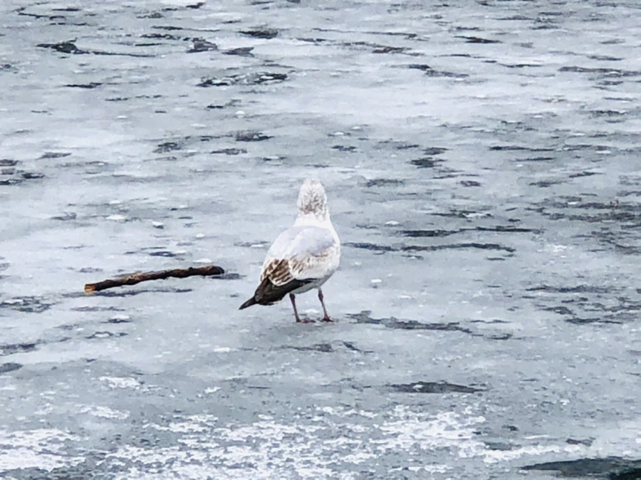 IMG_6381.jpg?type=w966