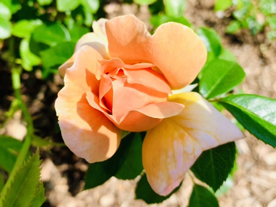 IMG_4299.jpg?type=w966