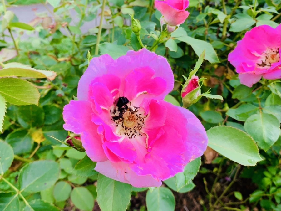 IMG_8753.jpg?type=w966