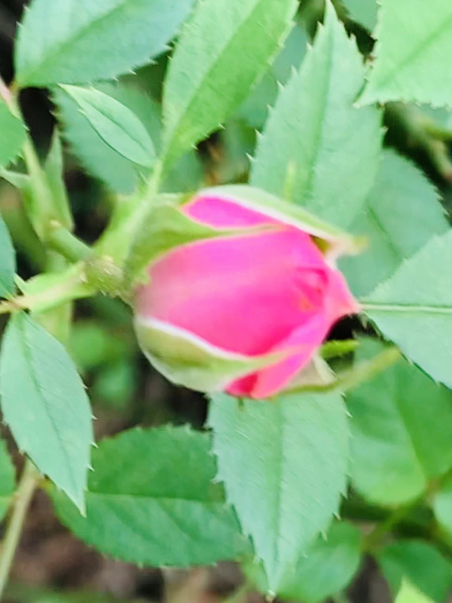 IMG_6069.jpg?type=w966