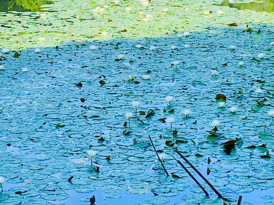 IMG_1233.jpg?type=w966