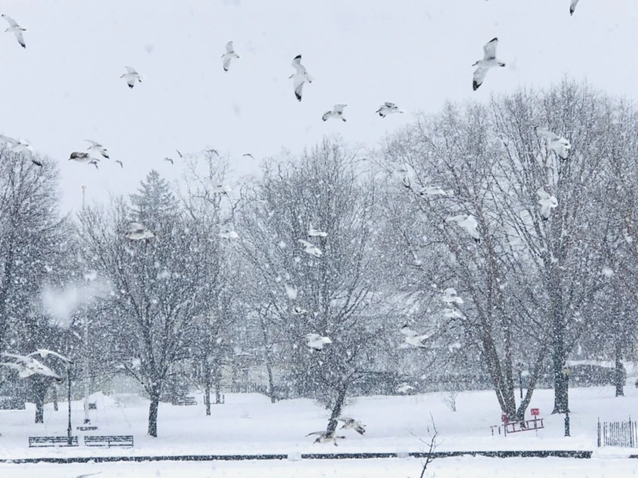 IMG_4227.jpg?type=w966