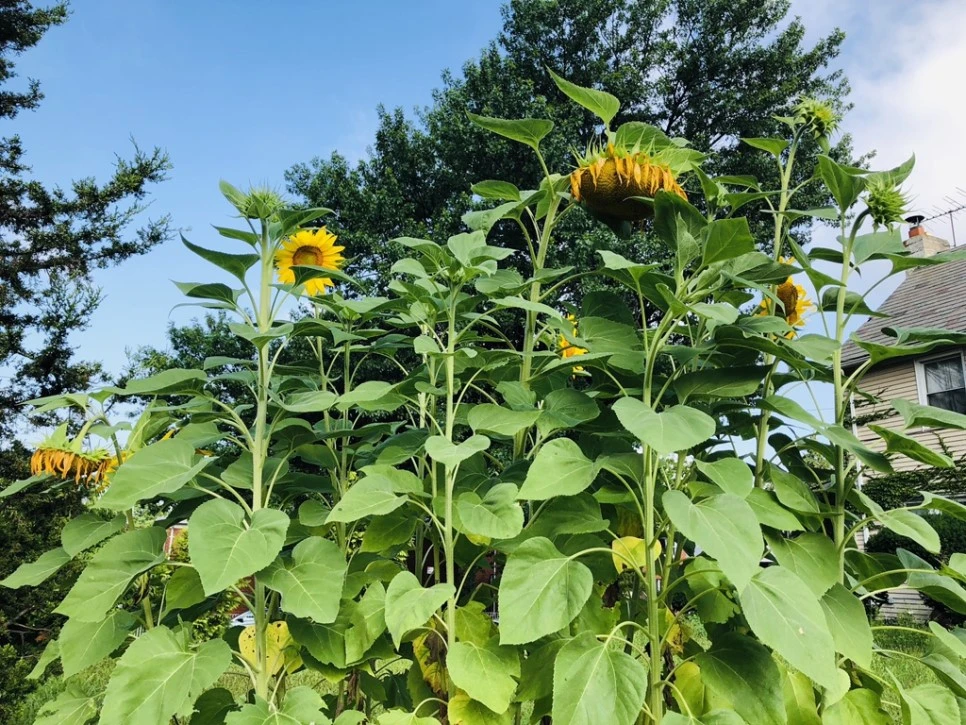 IMG_8256.jpg?type=w966