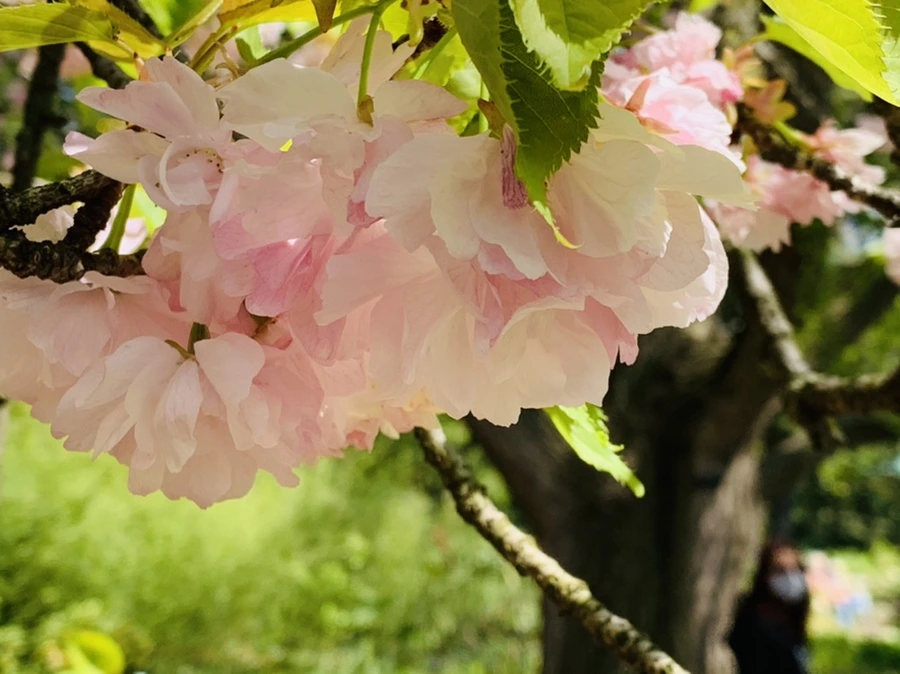 IMG_6307.jpg?type=w966