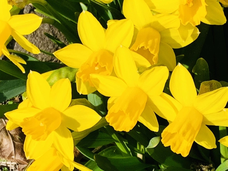 IMG_3186.jpg?type=w966