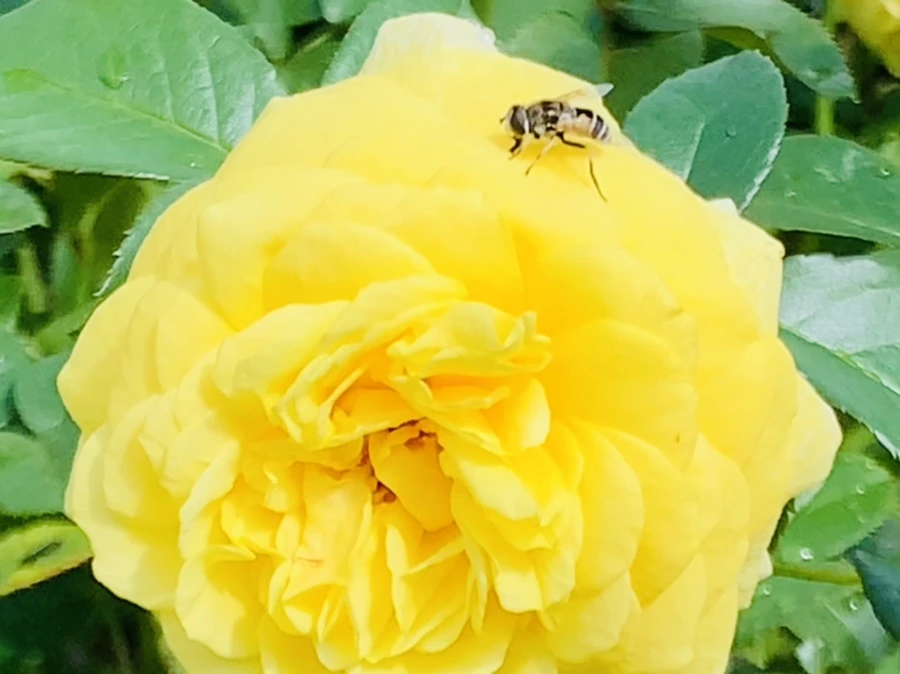 IMG_8512.jpg?type=w966