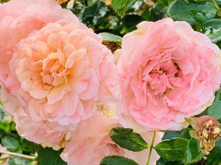 IMG_4509.jpg?type=w966