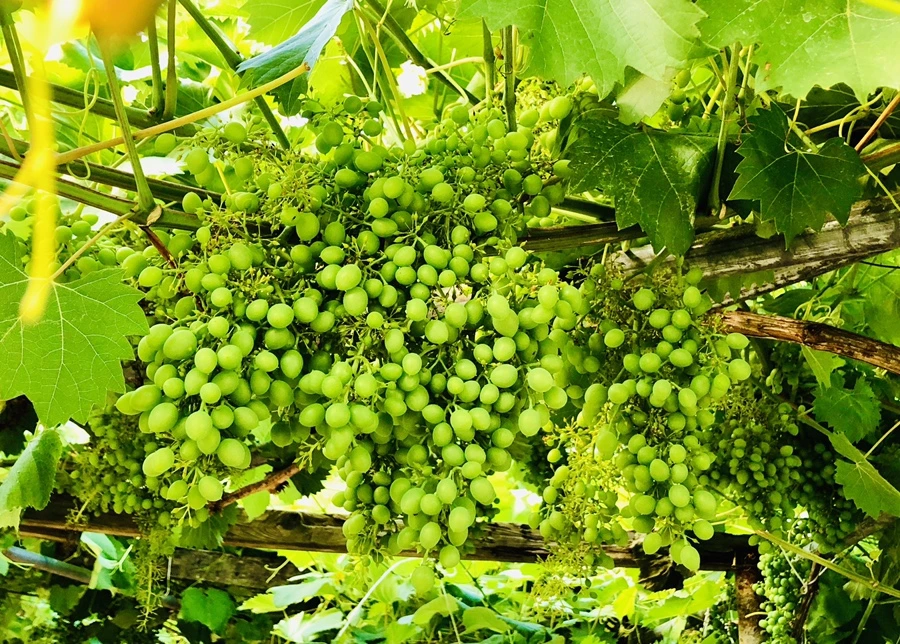 IMG_1146.jpg?type=w966