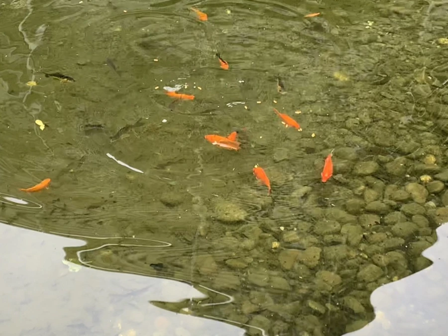 IMG_1065.jpg?type=w966