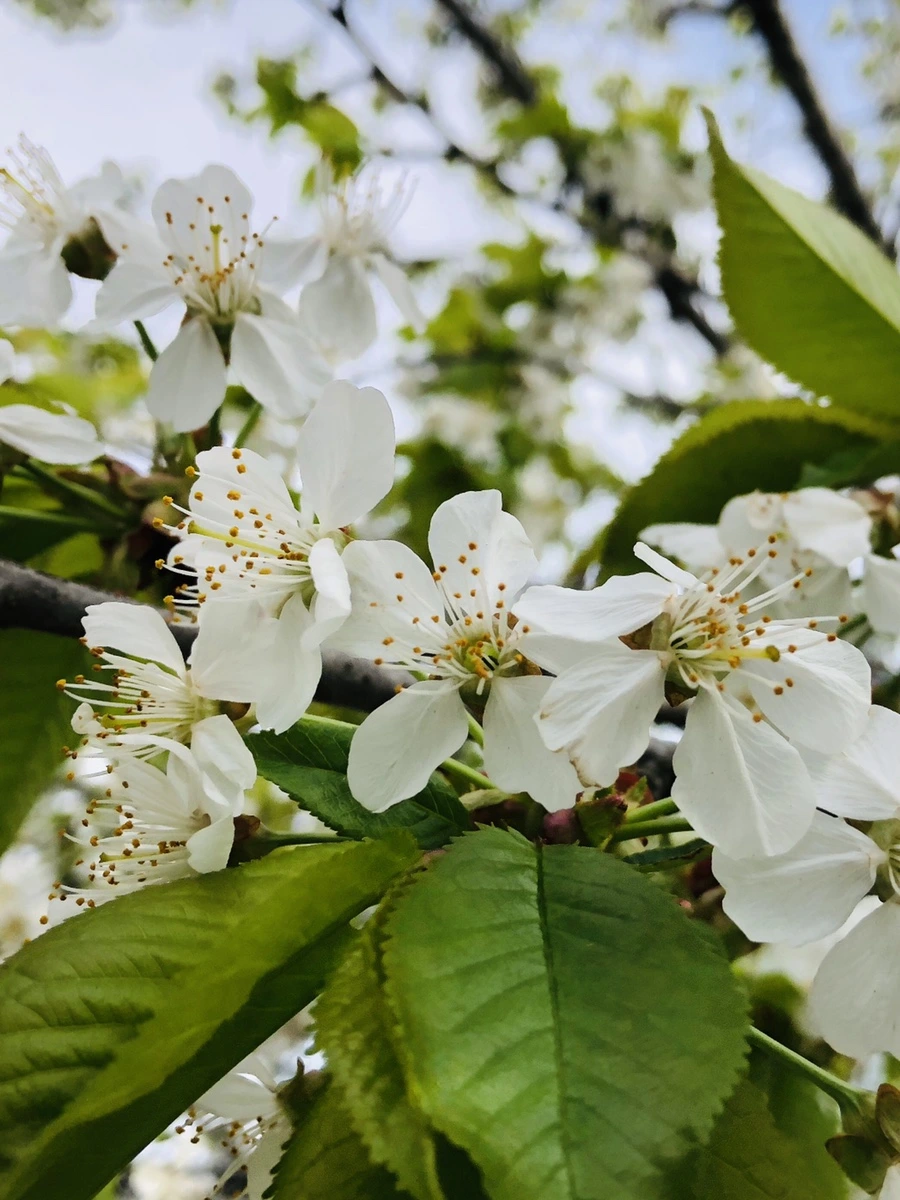 IMG_3356.jpg?type=w966