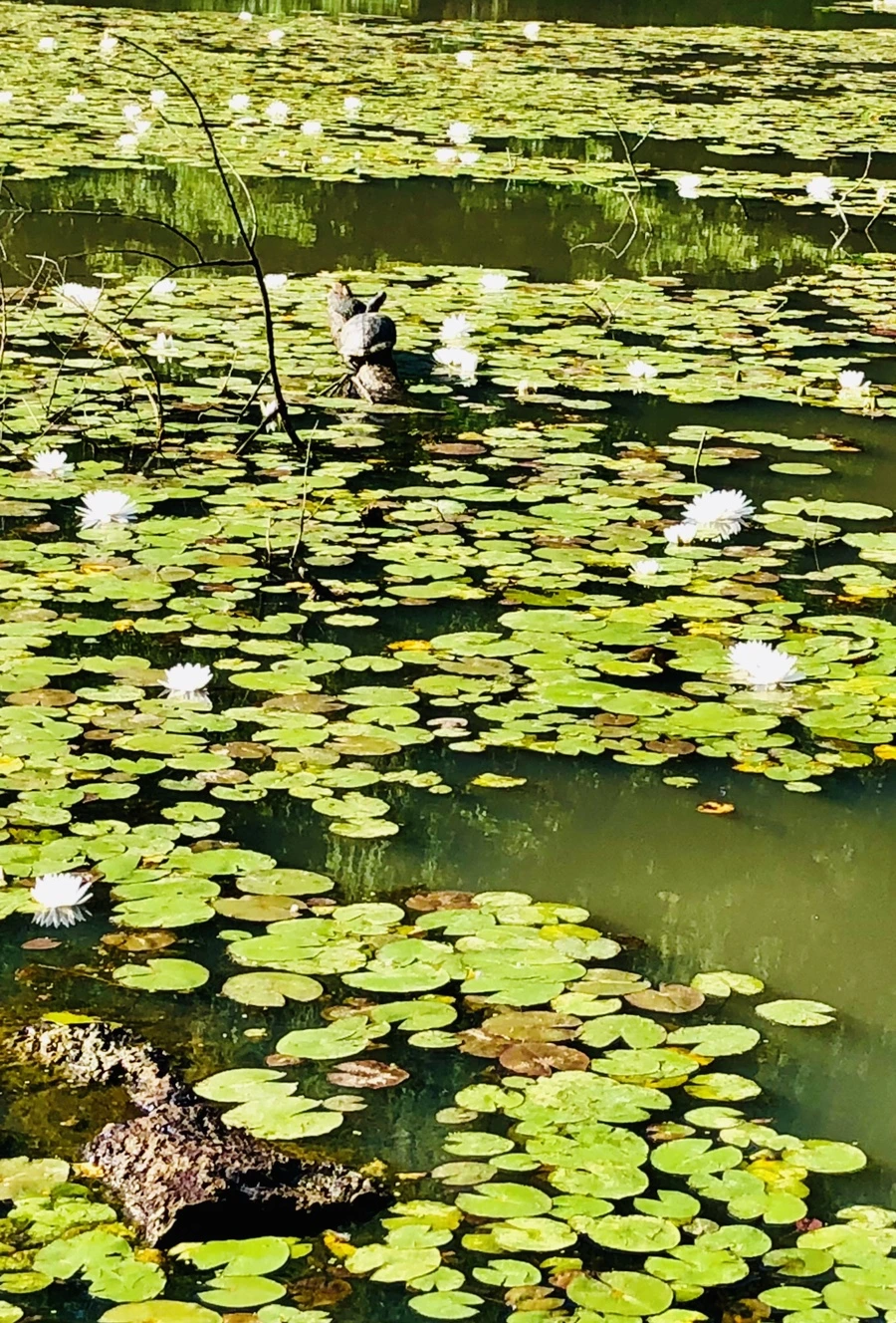 IMG_9330.jpg?type=w966