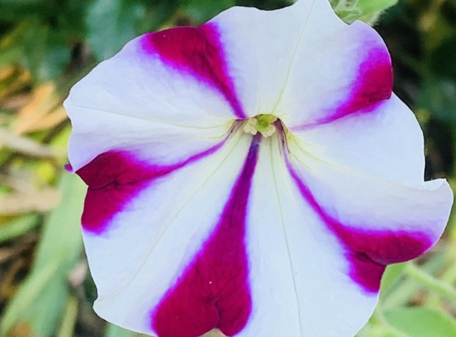 IMG_3978.jpg?type=w966