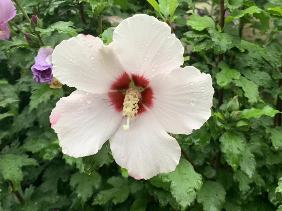 IMG_3644.jpg?type=w966