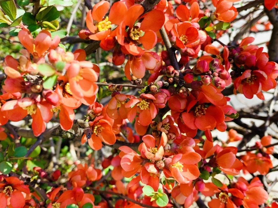 IMG_8503.jpg?type=w966