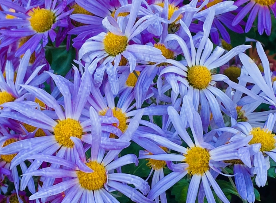 IMG_4106.jpg?type=w966