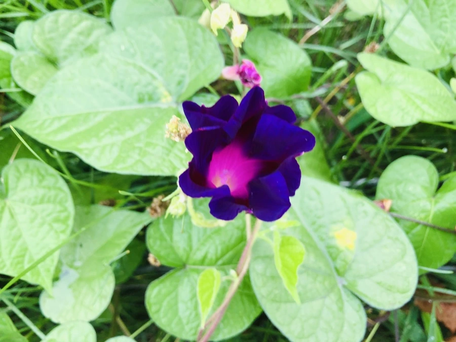 IMG_4306.jpg?type=w966