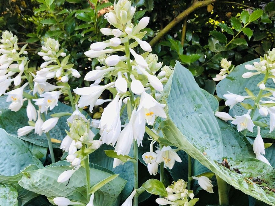 IMG_9020.jpg?type=w966