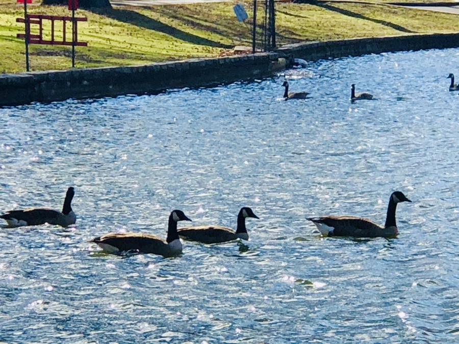 IMG_9203.jpg?type=w966