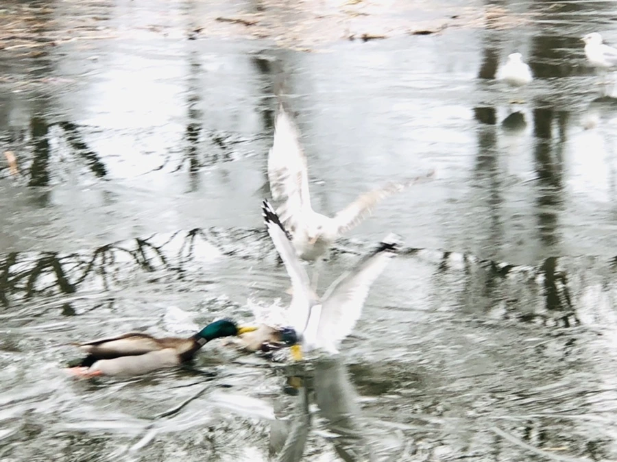 IMG_9030.jpg?type=w966