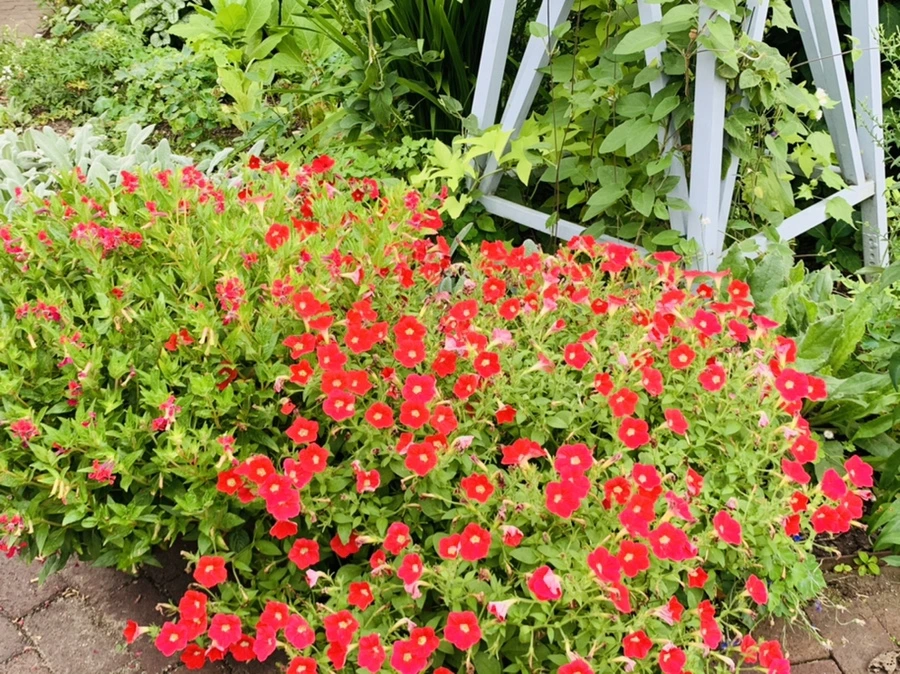 IMG_9415.jpg?type=w966