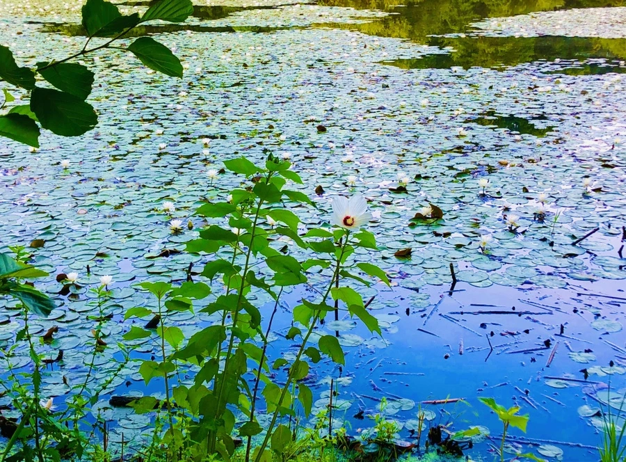 IMG_4971.jpg?type=w966