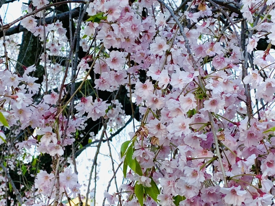 IMG_4897.jpg?type=w966