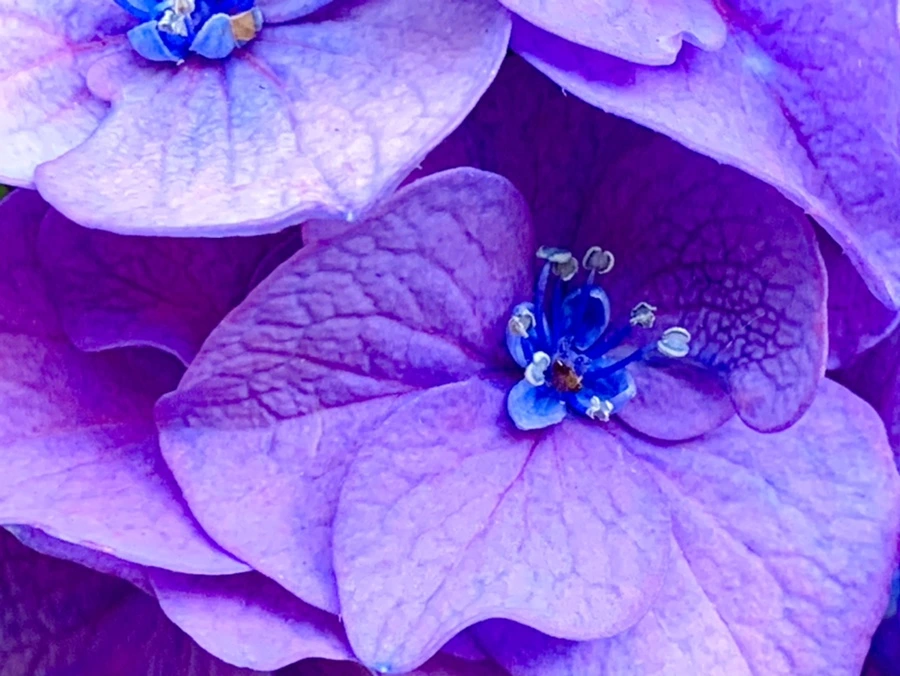 IMG_8769.jpg?type=w966