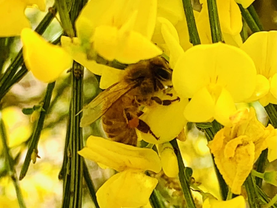 IMG_1133.jpg?type=w966